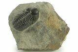 Detailed Reedops Trilobite - Atchana, Morocco #376976-2